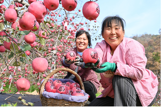 Настоящие китайские яблоки в Шаньдуне: Шаньдунские яблоки в Яньтае